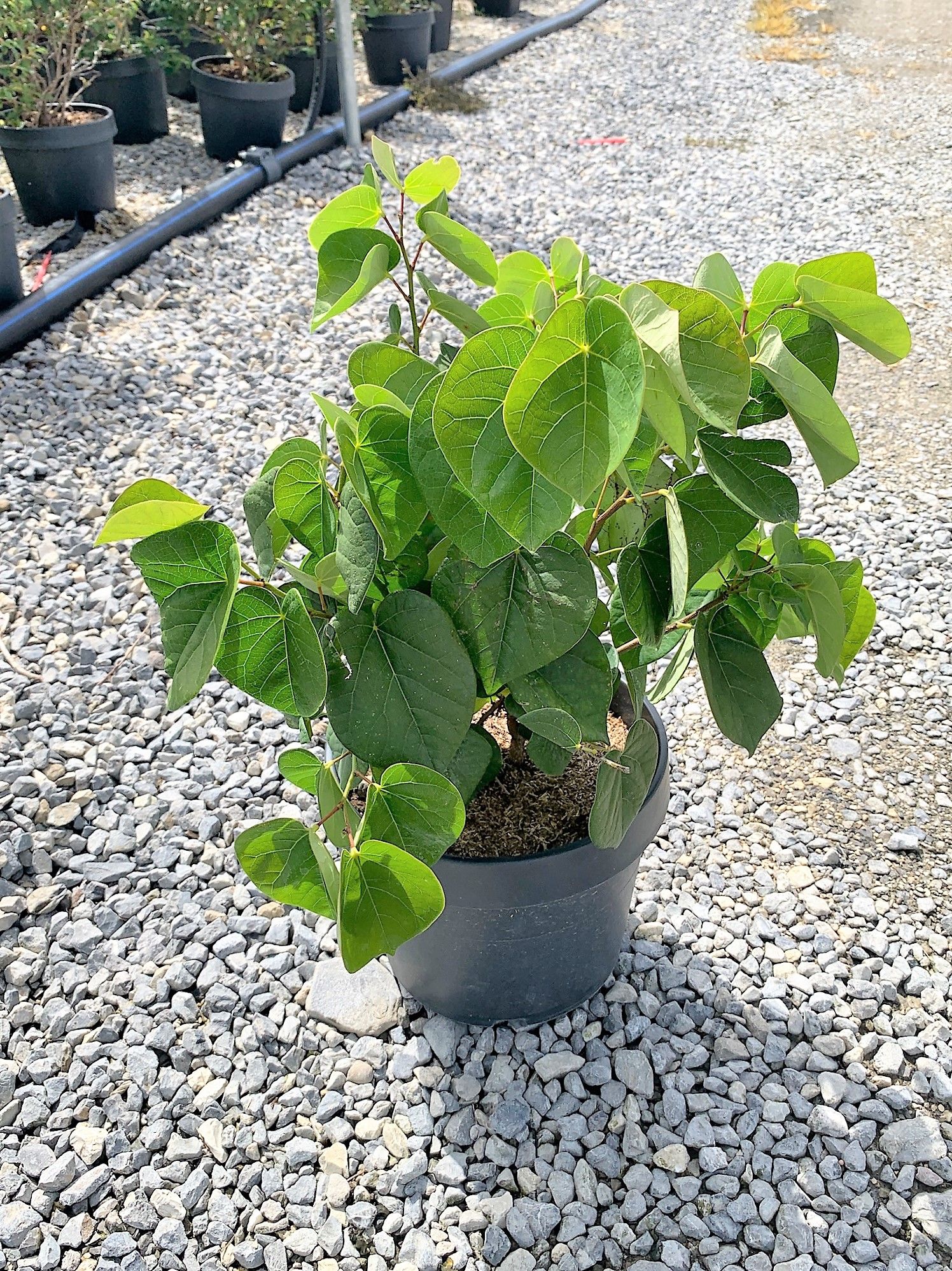 1629972381 017858223c8f57b7abe6fe9de90140203cff76671e 200b642e