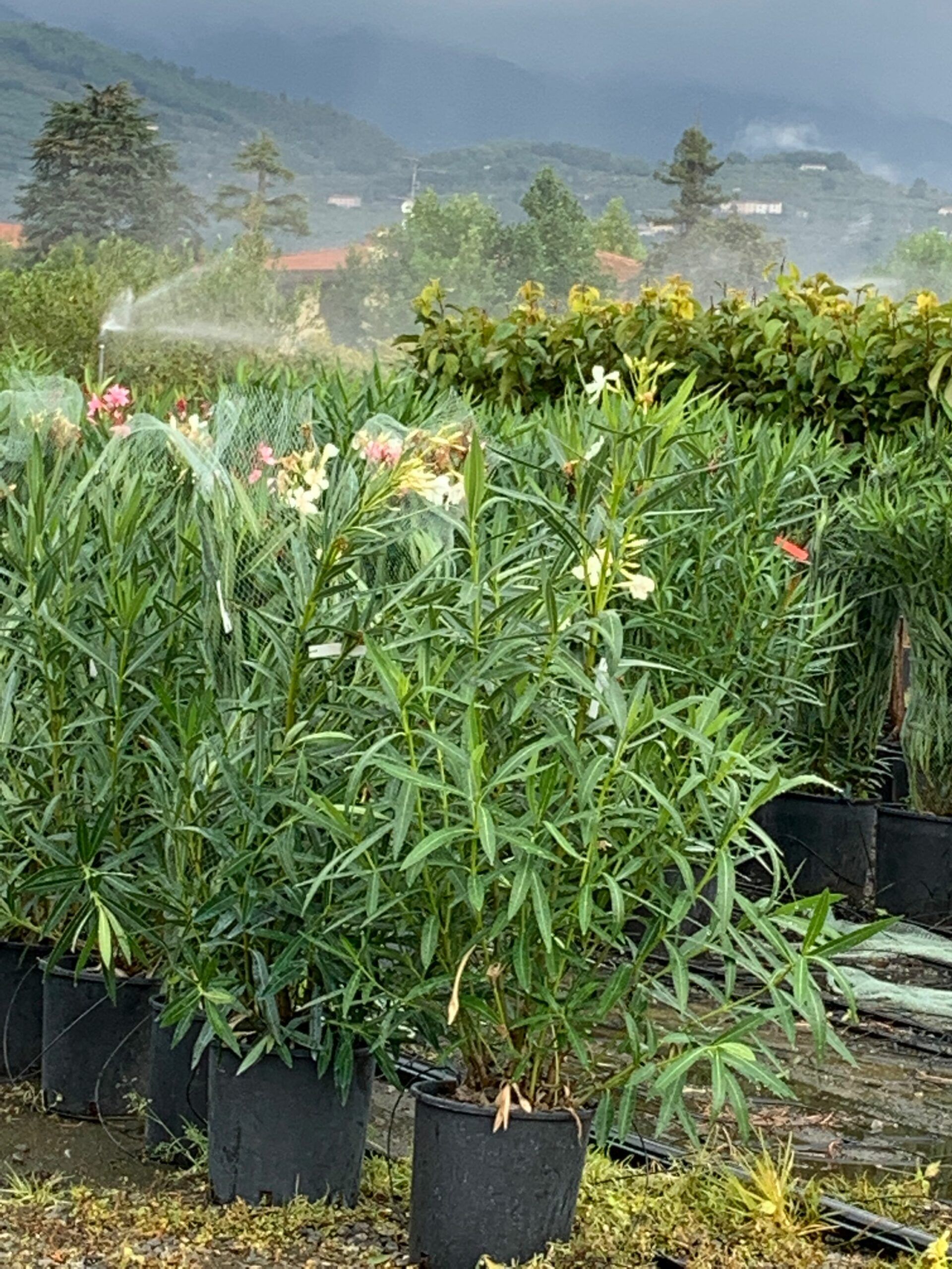 1633341621 scaled 20ca605f