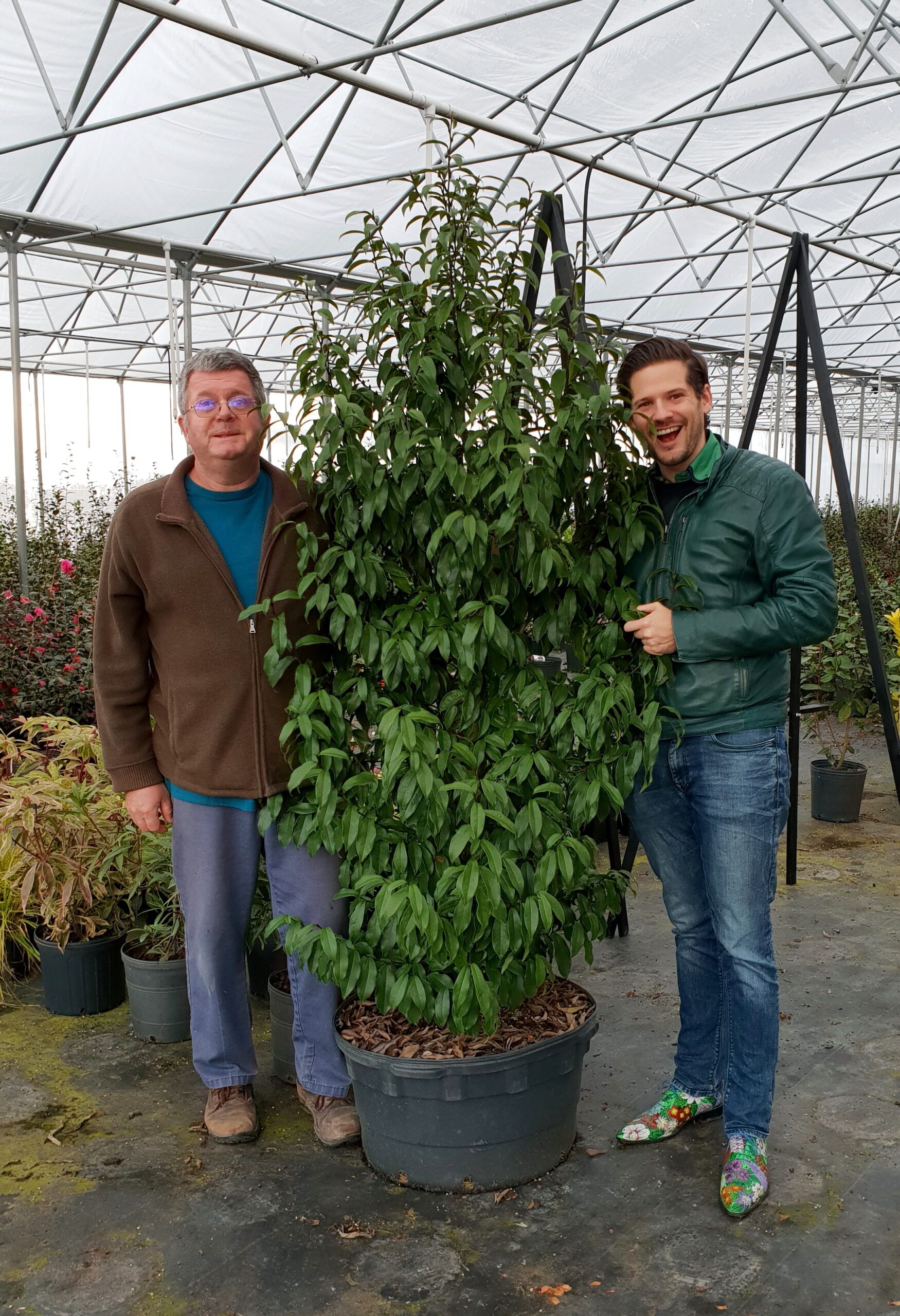 Magnolia Stellar Ruby 7 scaled 20756da7