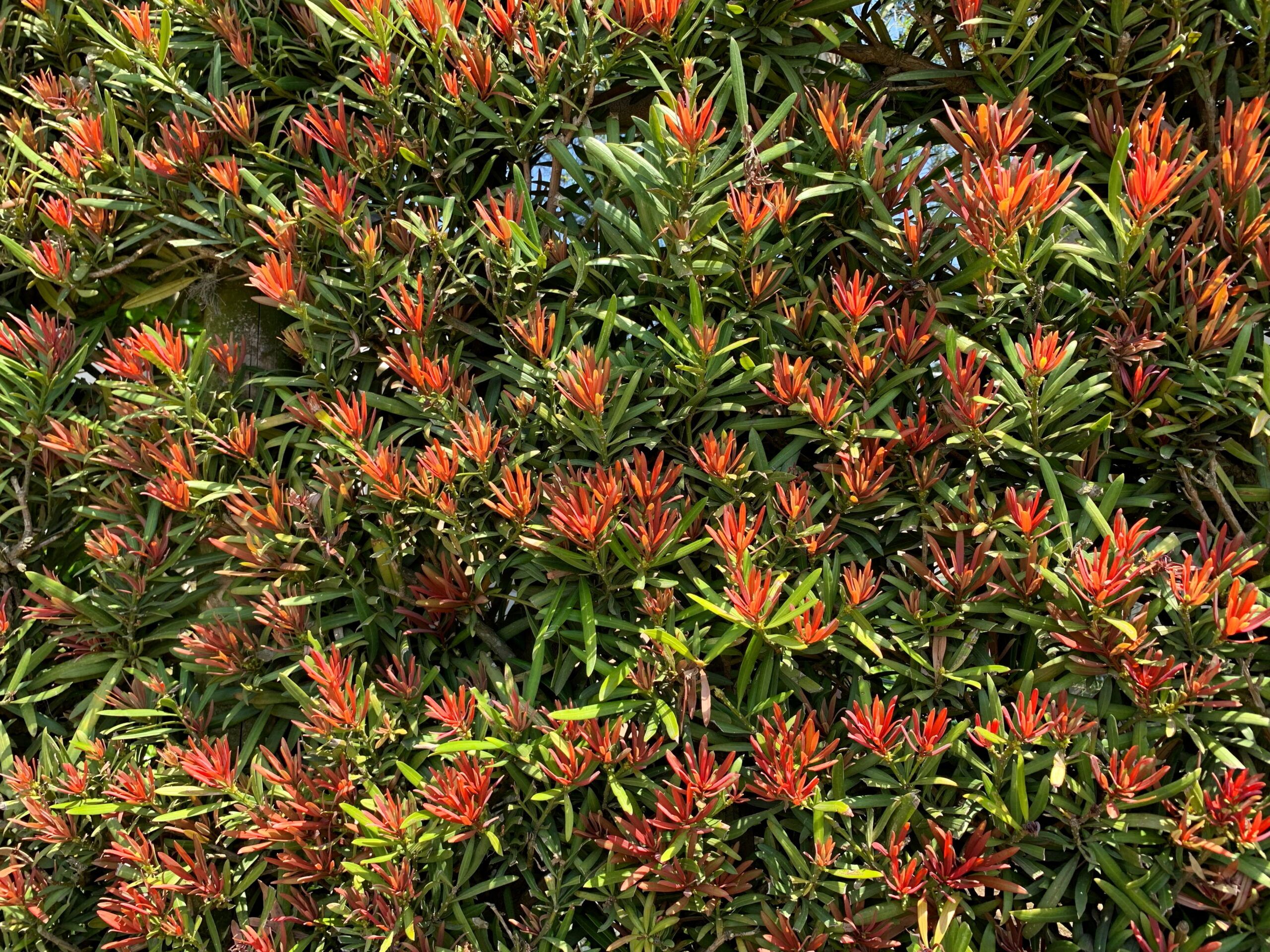 Podocarpus Mood Ring 9 scaled 2033198f