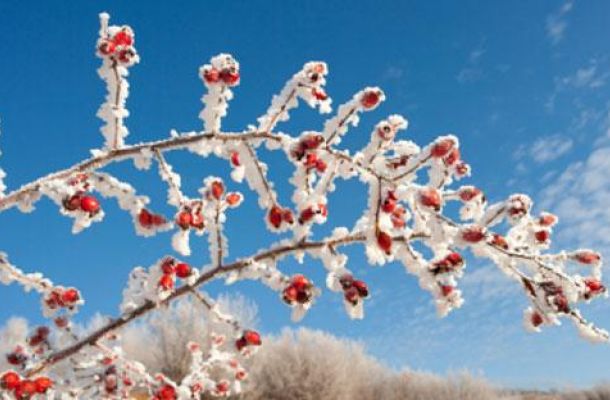 vivai inverno 2018b6b7