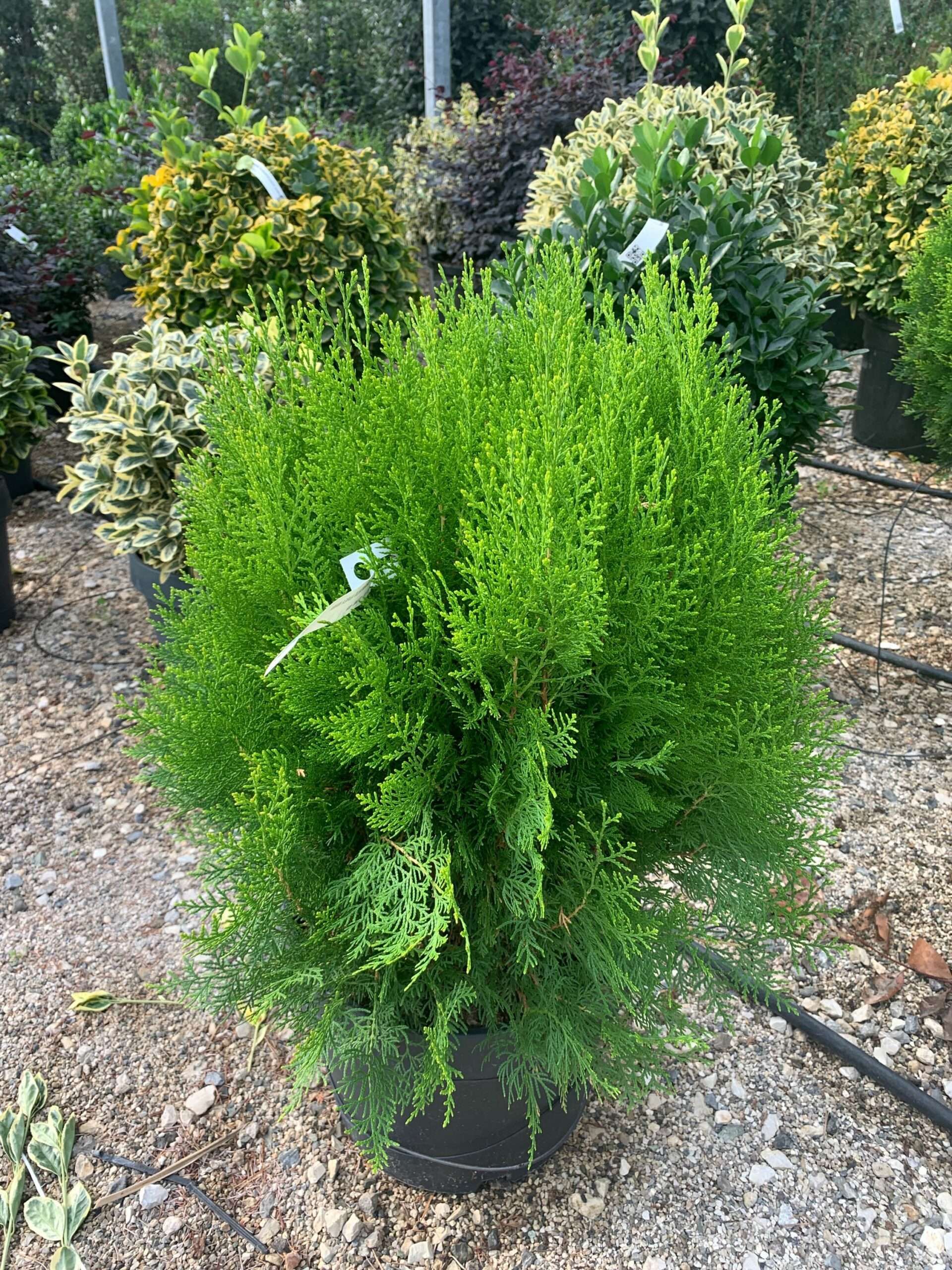 1636364527 scaled 216e1625