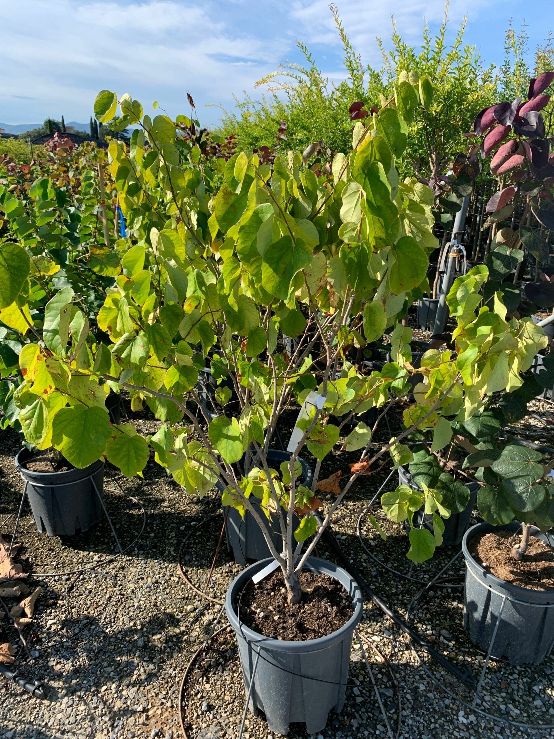 1662104041 scaled 21c152d2