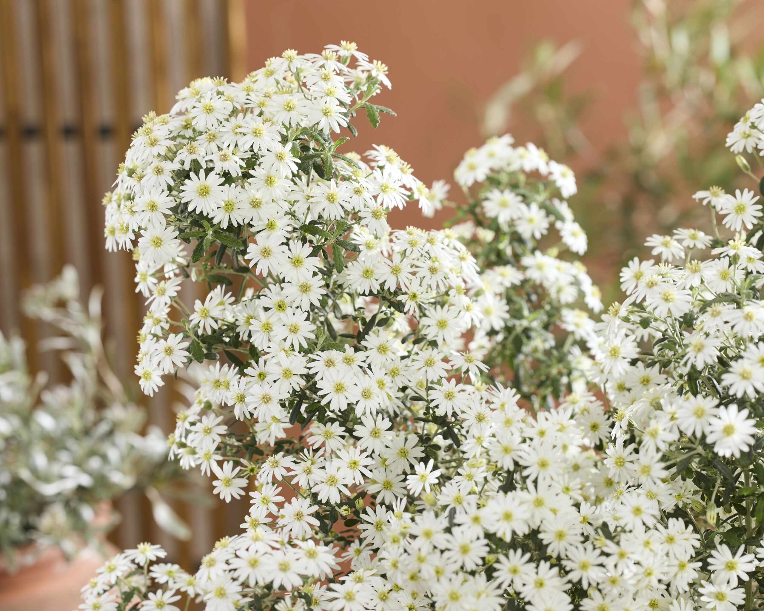Olearia Spring Bling 36 scaled 212529c3
