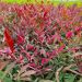 nadreli Nandina Red Light Foliage scaled 214a7eb4