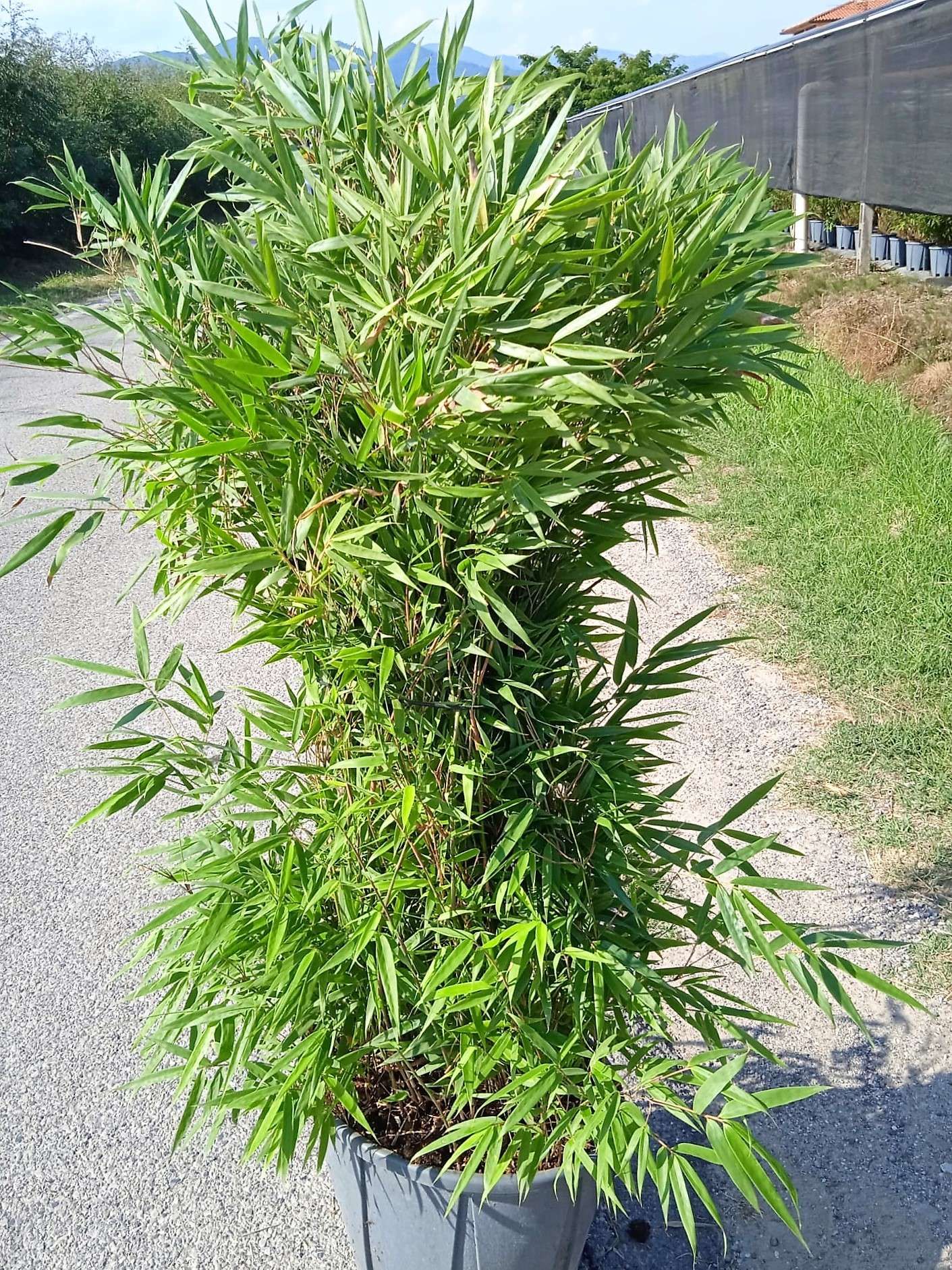 1629993485 0167edd3b017090bbea08fe5548333aa0b14f0f2fe 22f08e86