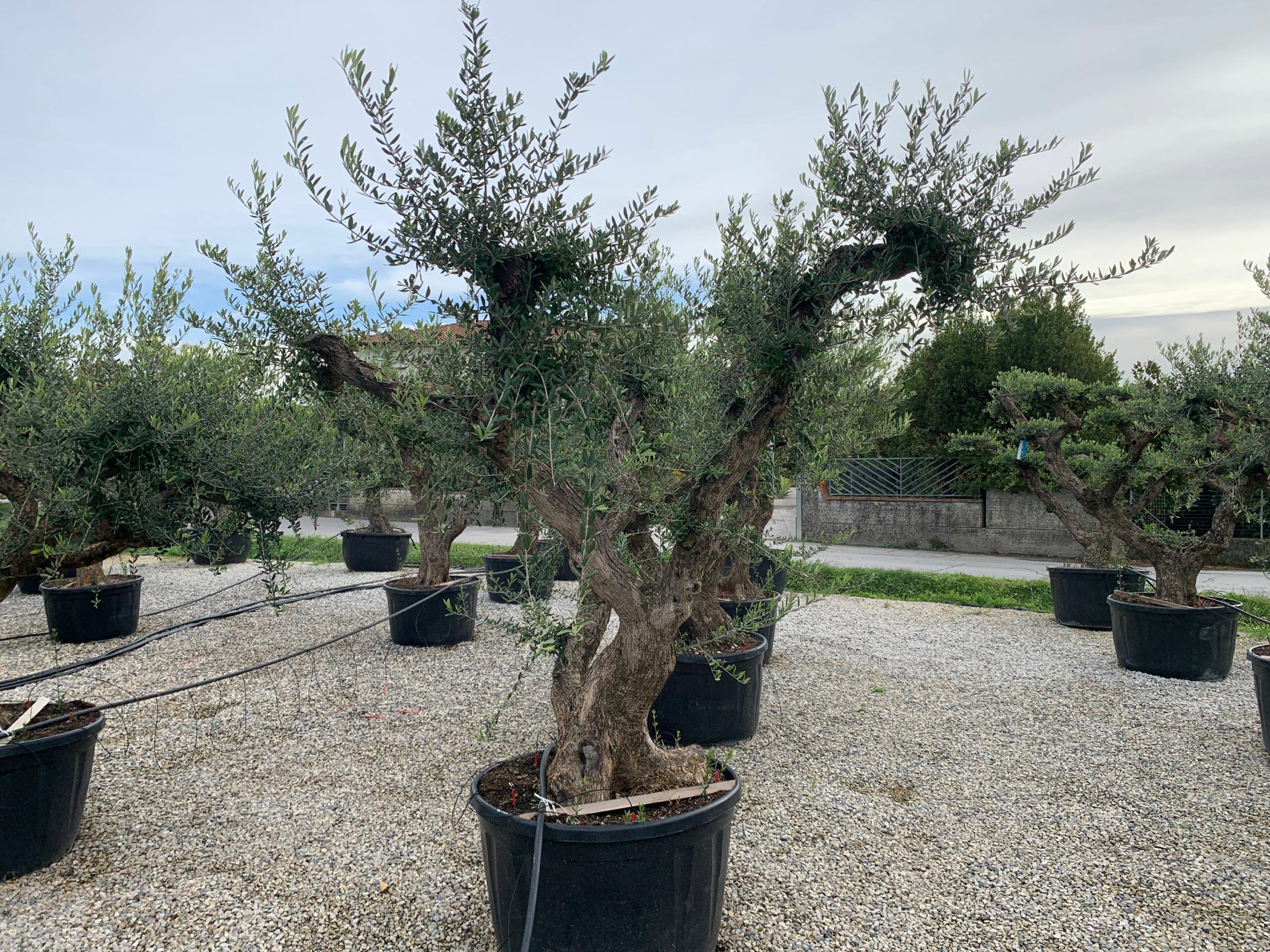 1636101983 scaled 2243e3ba