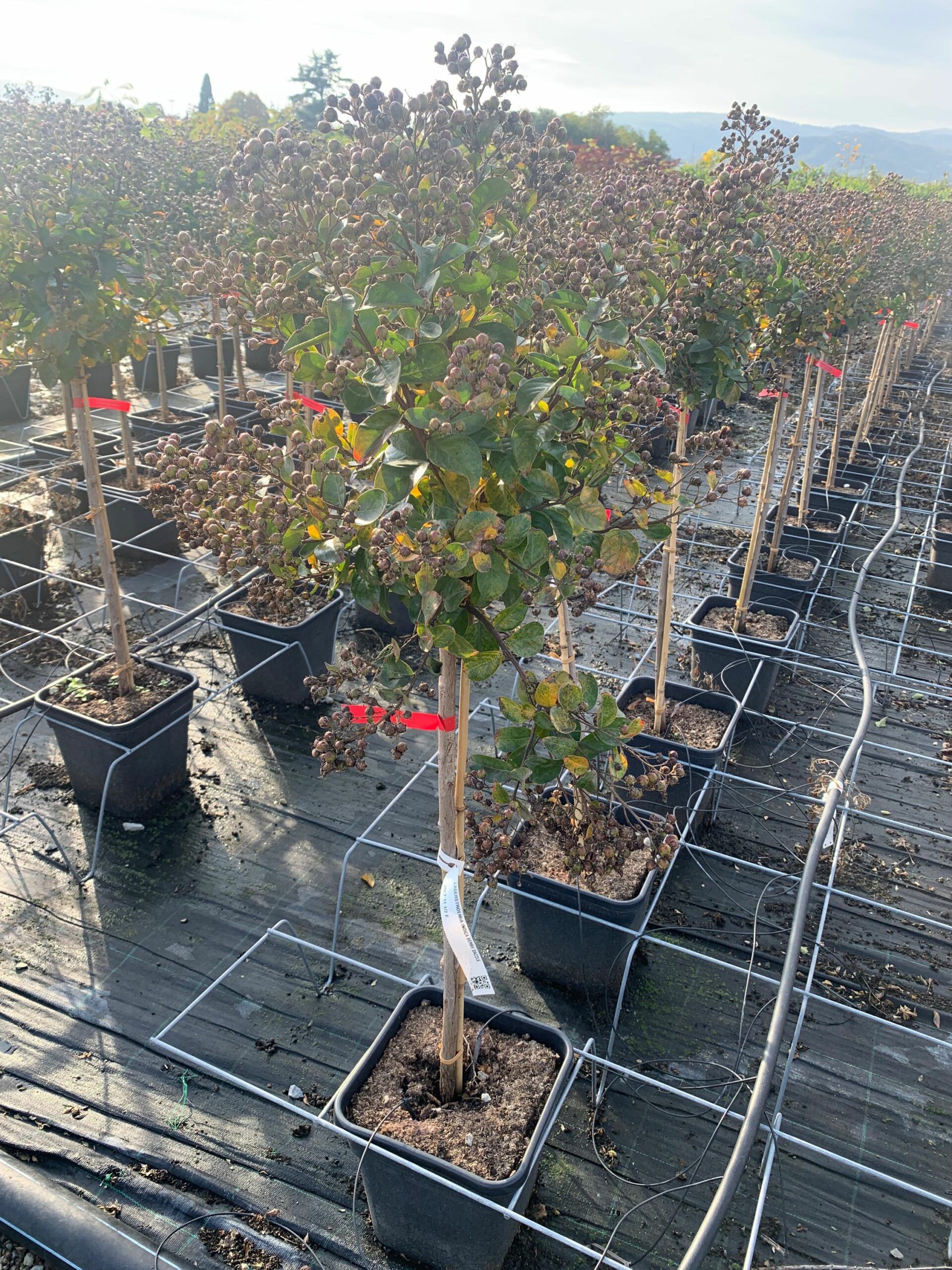 1636636664 scaled 22e9e570