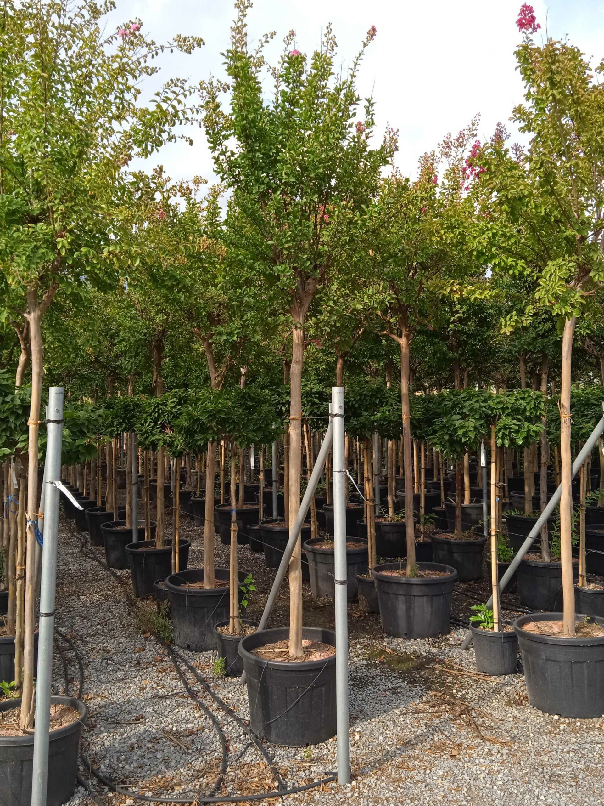 1661958419 scaled 2264419a