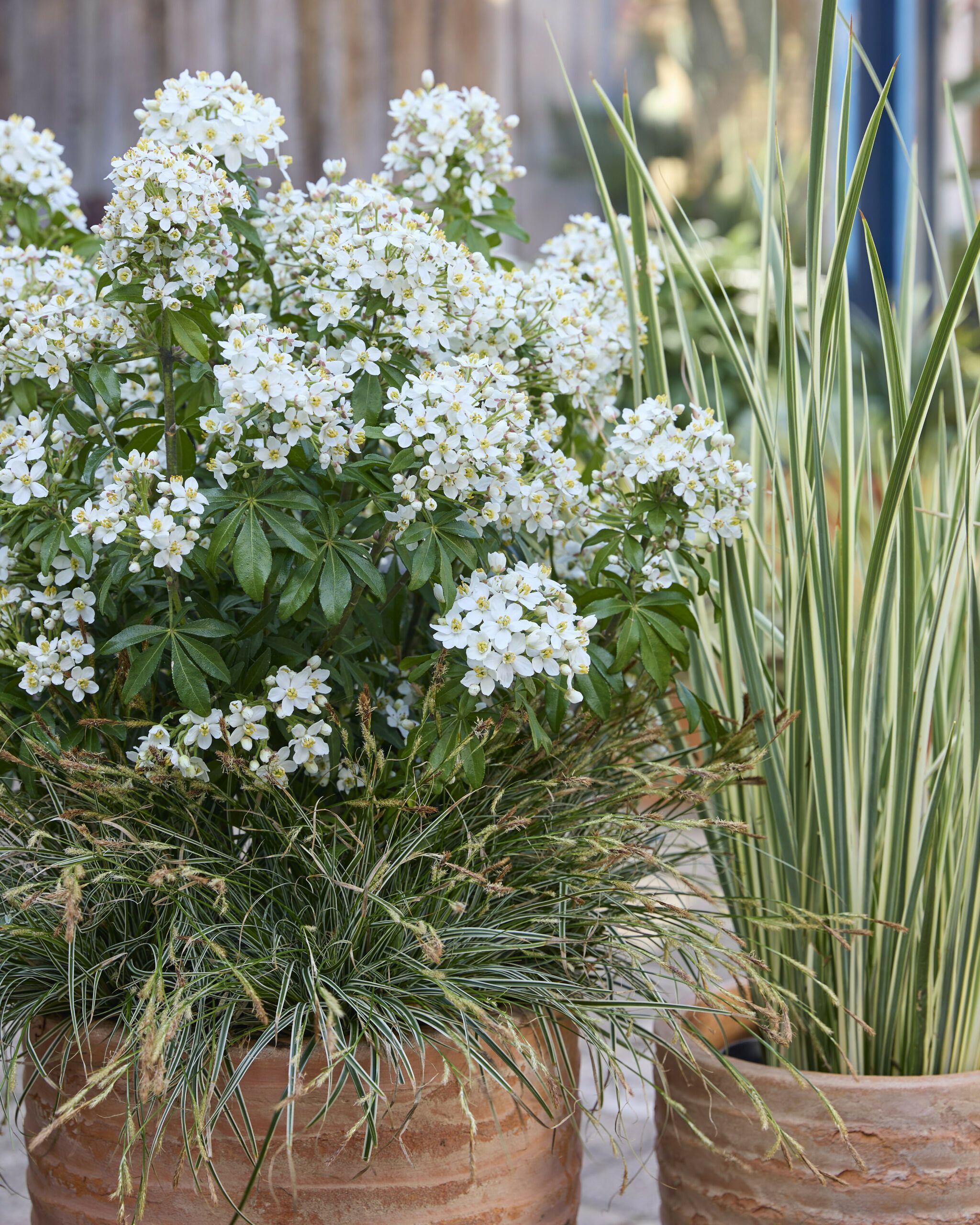 Choisya Greenfingers 11 scaled 221e78c8