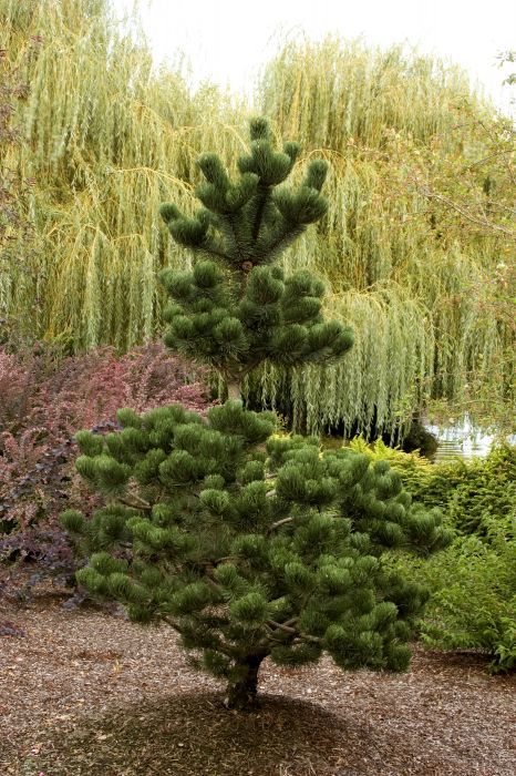 PINUS NIGRA OREGON GREEN extra big 9351 426 228d160f