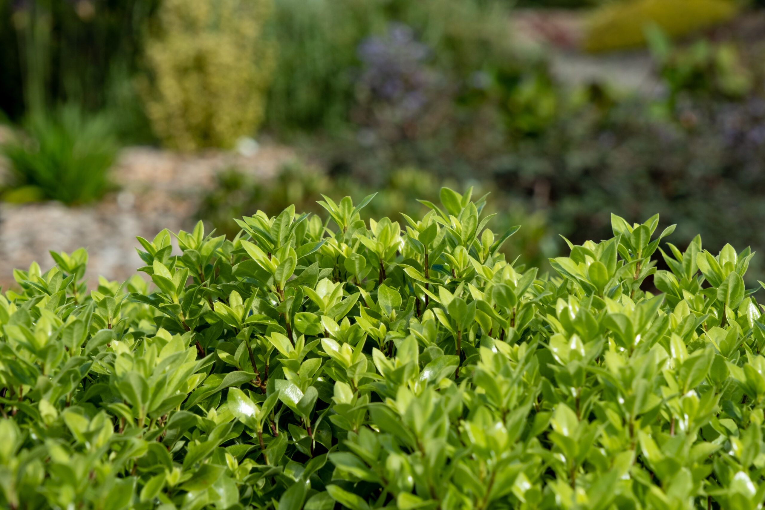 Pittosporum Beach Ball 14 scaled 22b42aa4