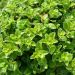 Pittosporum Irish Luck 5 2222de96