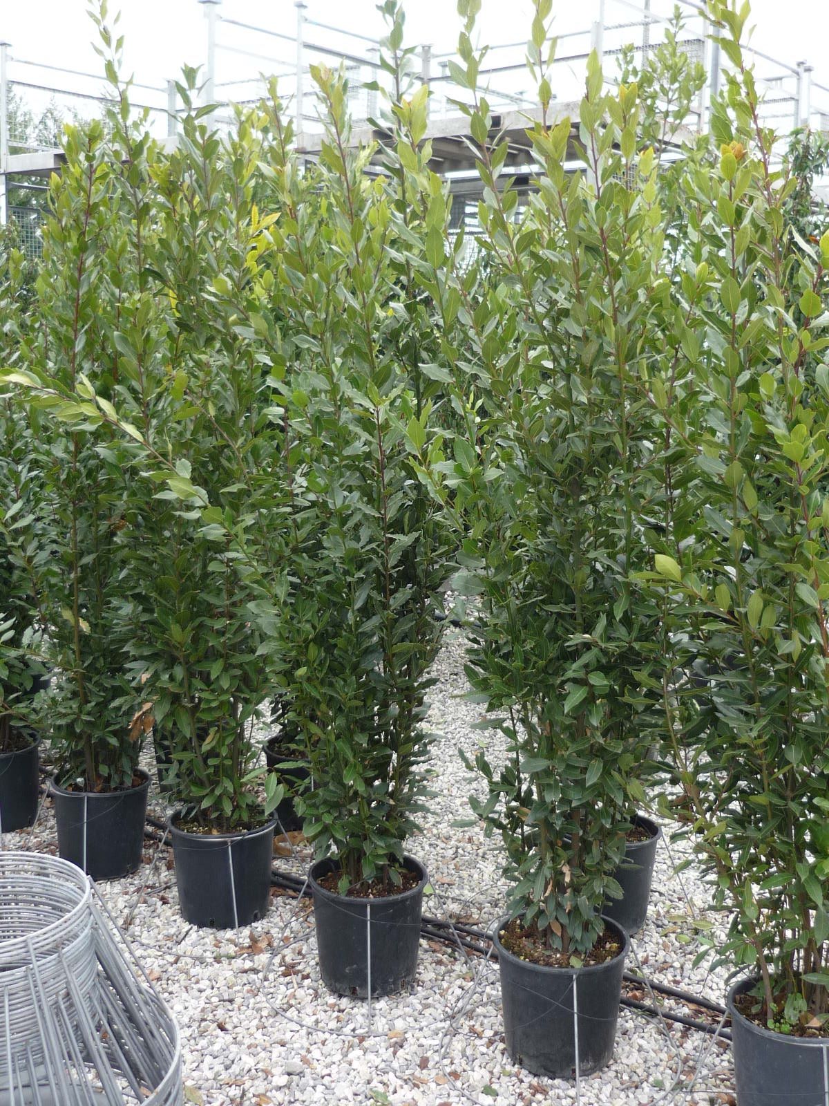 1610883909 laurus nobilis clt18 175 200 2367bf13