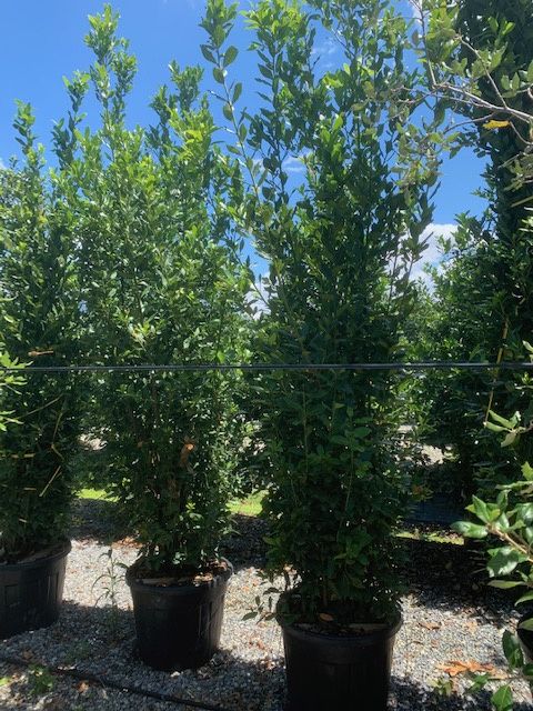 1611301028 Laurus nobilis c90L 23649c3e