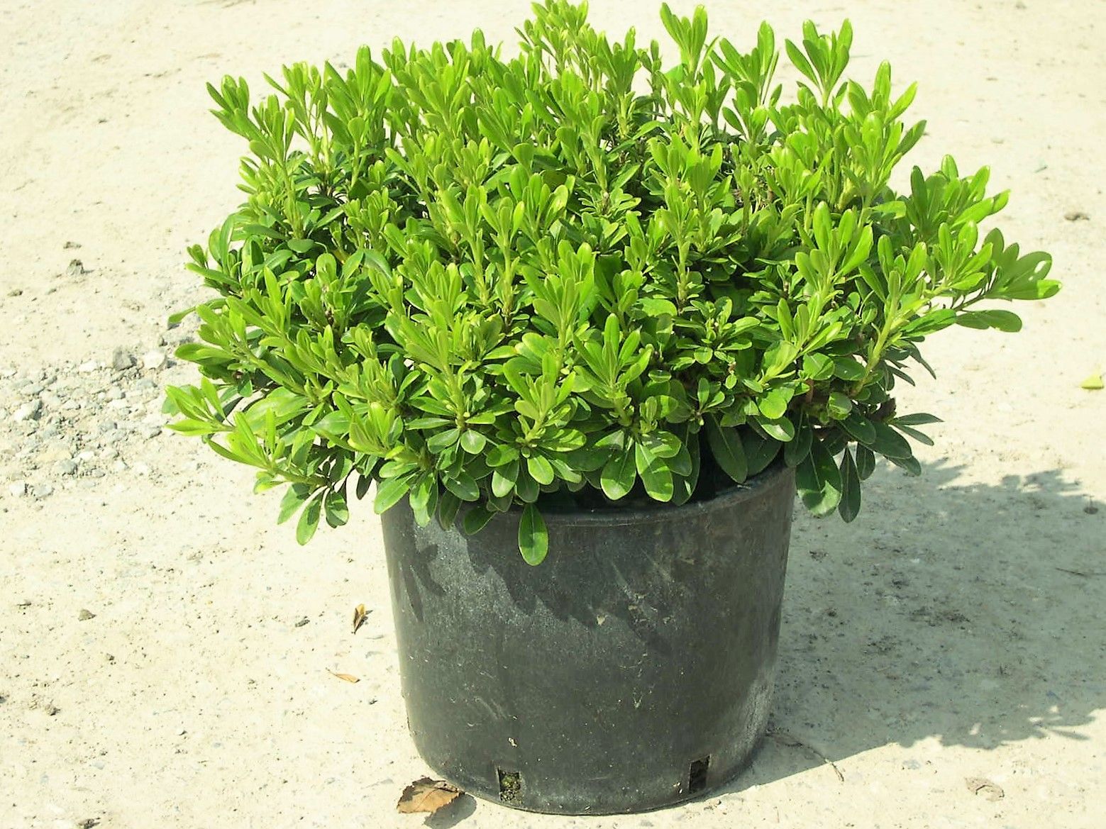 1652371147 Pittosperum Tobira nana c7 2374bc13