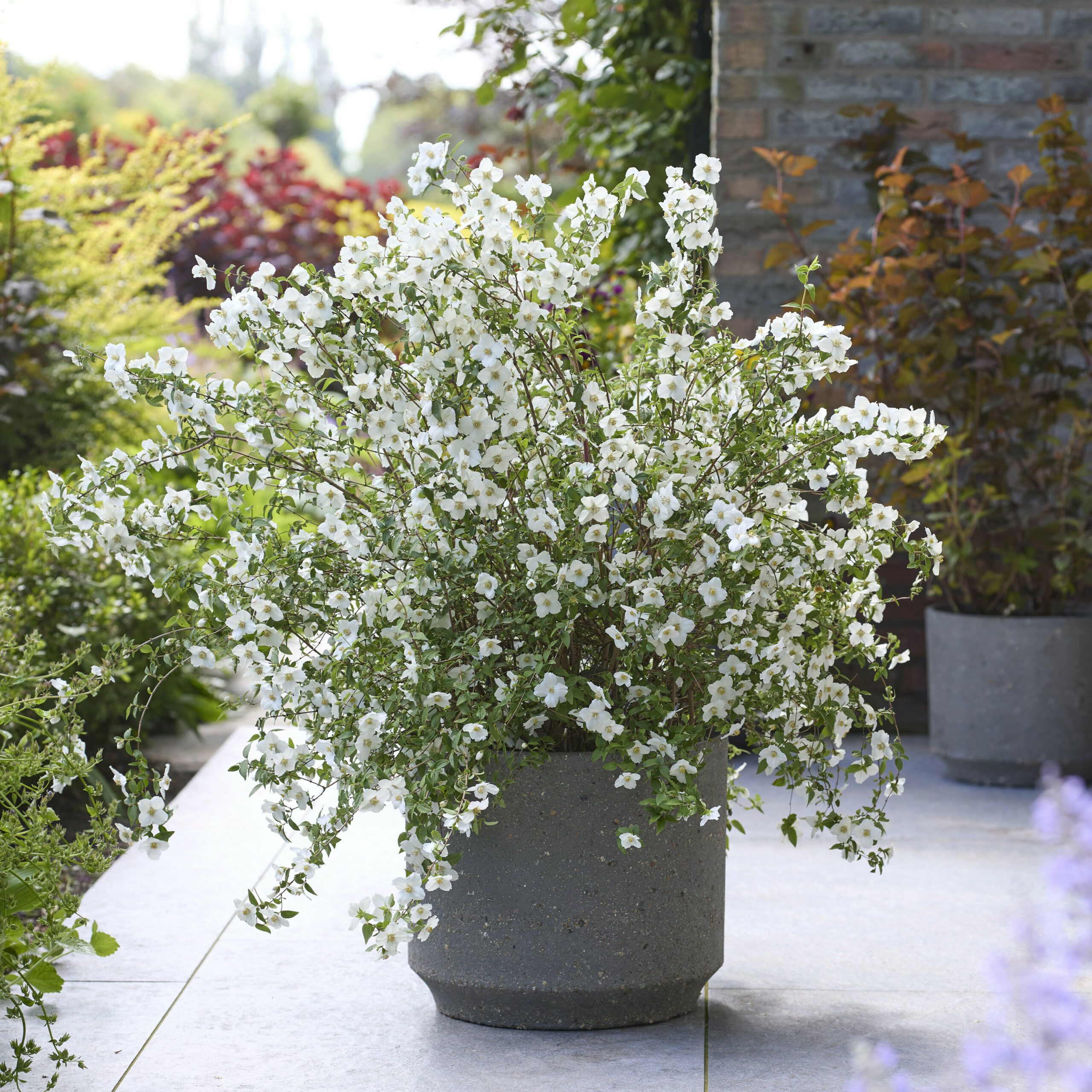 Philadelphus Petite Perfume White 14 scaled 23ee864a