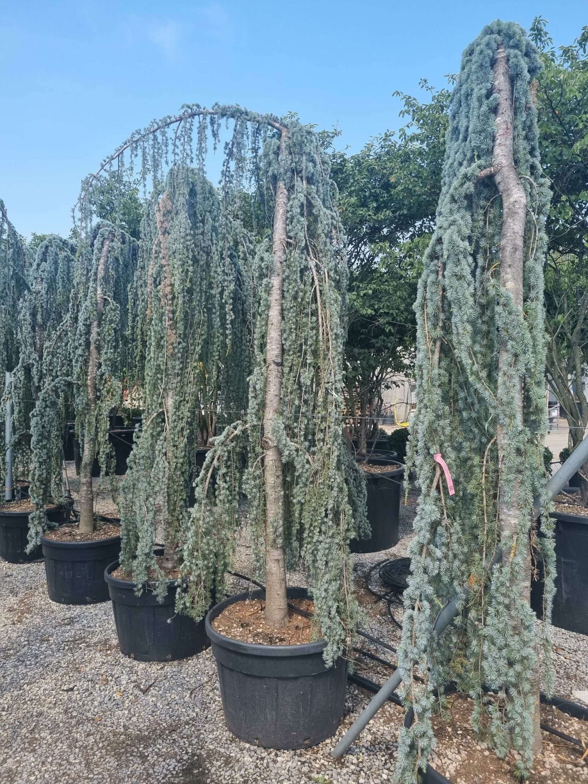 1687874633 scaled 243c60d0