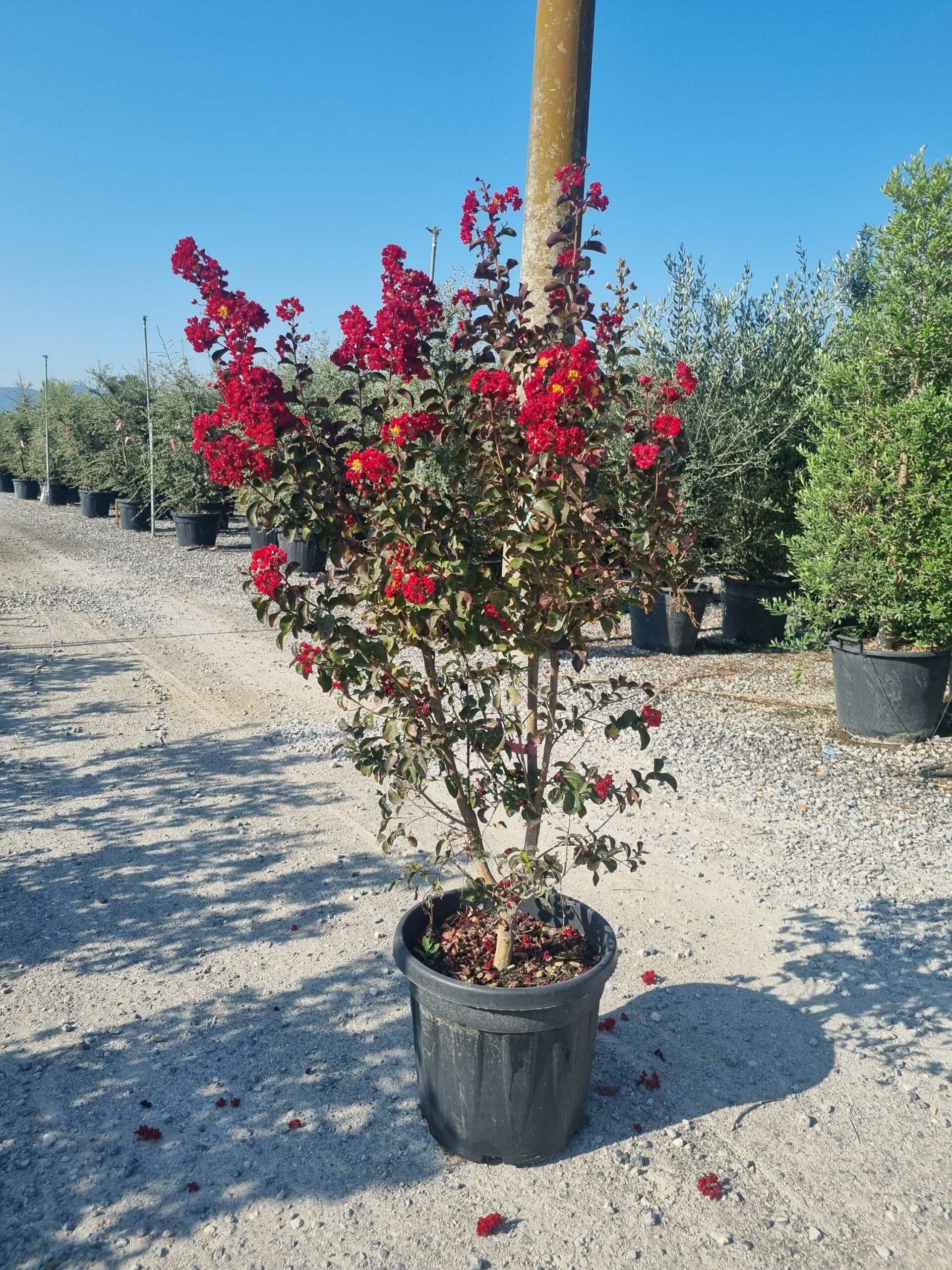 1693035428 scaled 24b14ef4