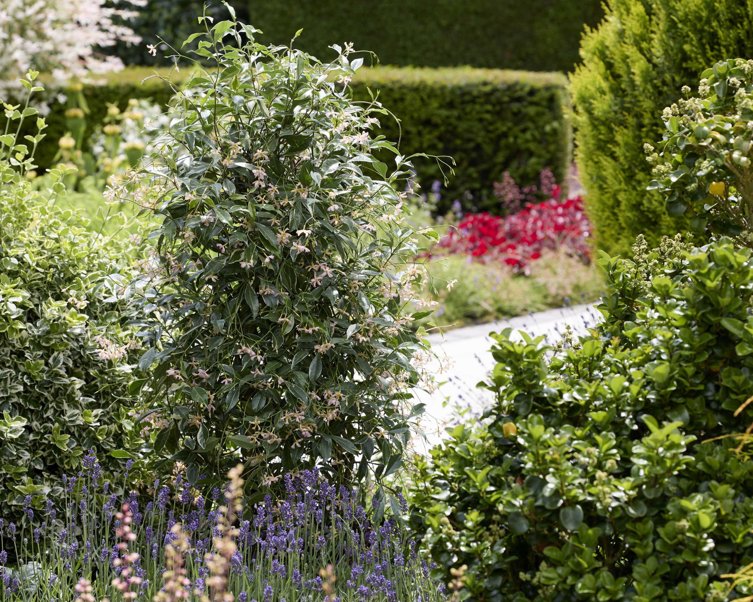 Trachelospermum Star of Milano 14 scaled 24e359aa