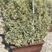 1614160574 9 Euonymus japonicus Bravo Jardini re 60 55 00 25a4686a