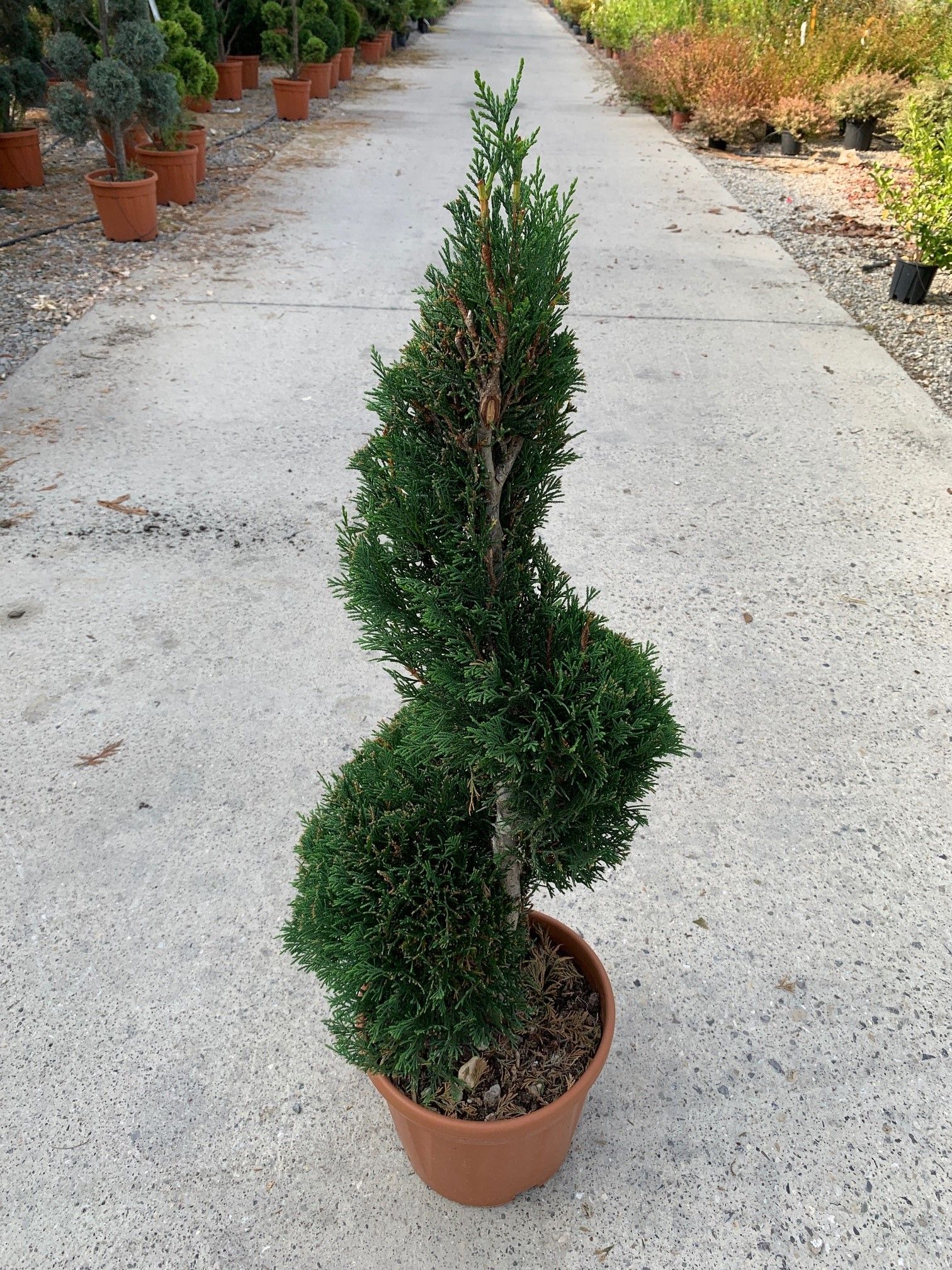 1624377610 2001SPIRALE 253142bc