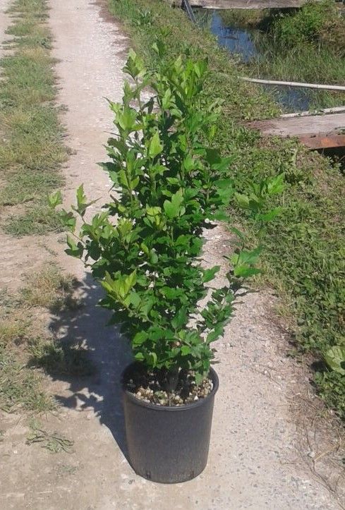 1642067520 Hibiscus Oiseau Blue 60 80 25725941