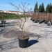 1647245550 3 Cornus controversa Variegata Clt 45 150 175 120 00 1 261dc890