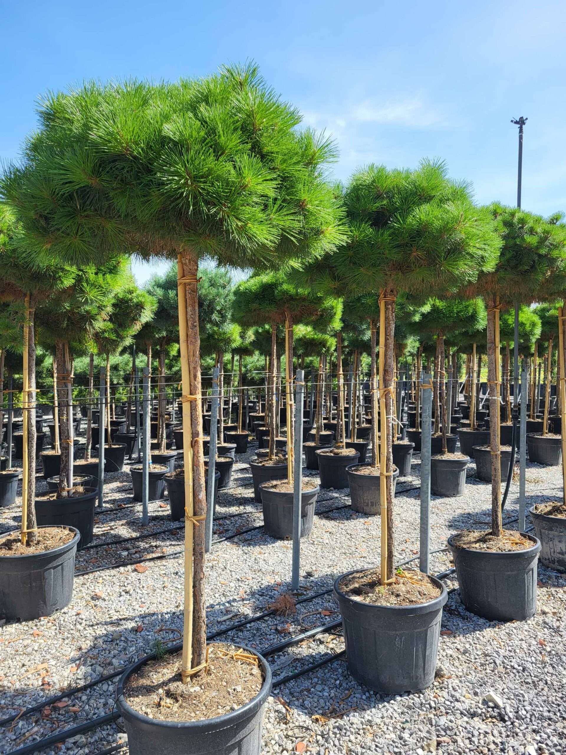 1691571432 scaled 26b30f46