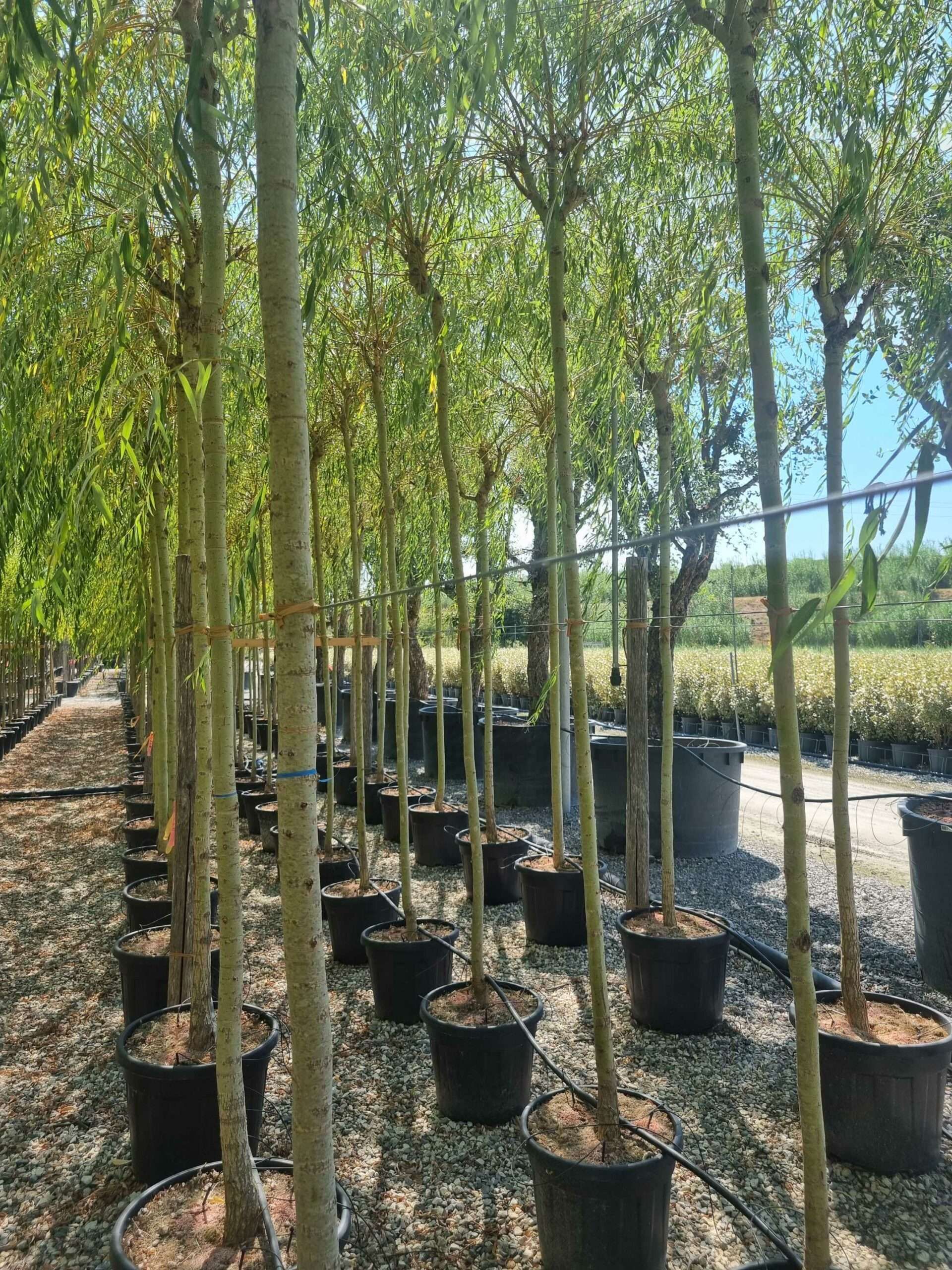 1692795868 scaled 264cd40f