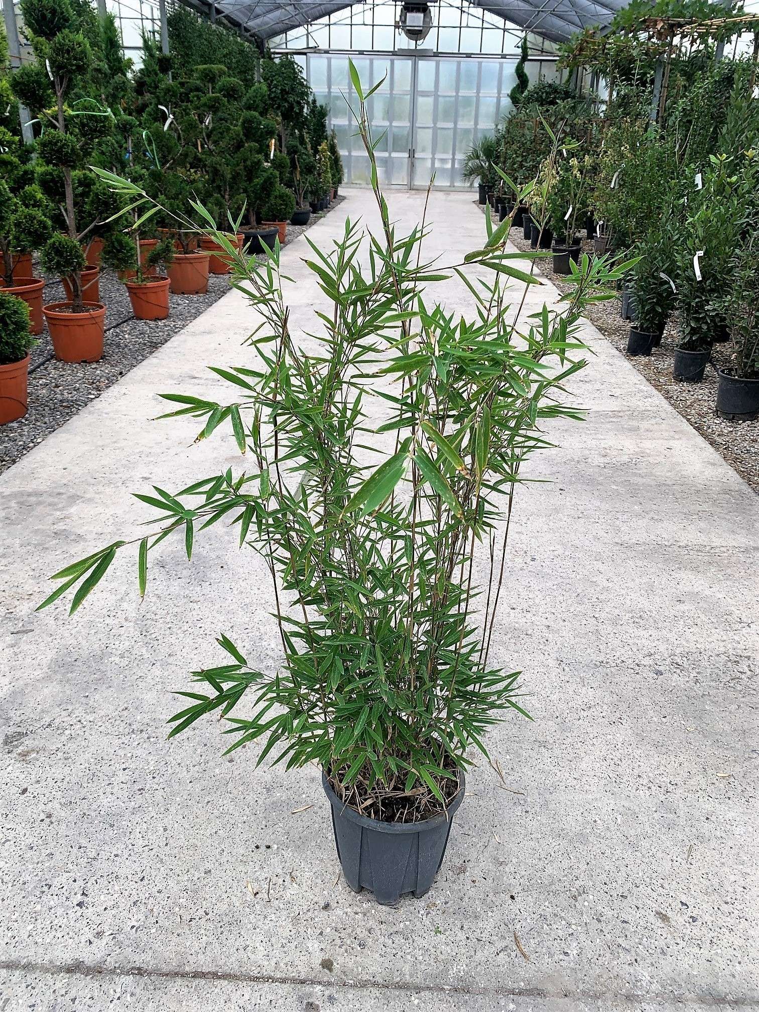 1633770977 blackpearlc10 274f872b