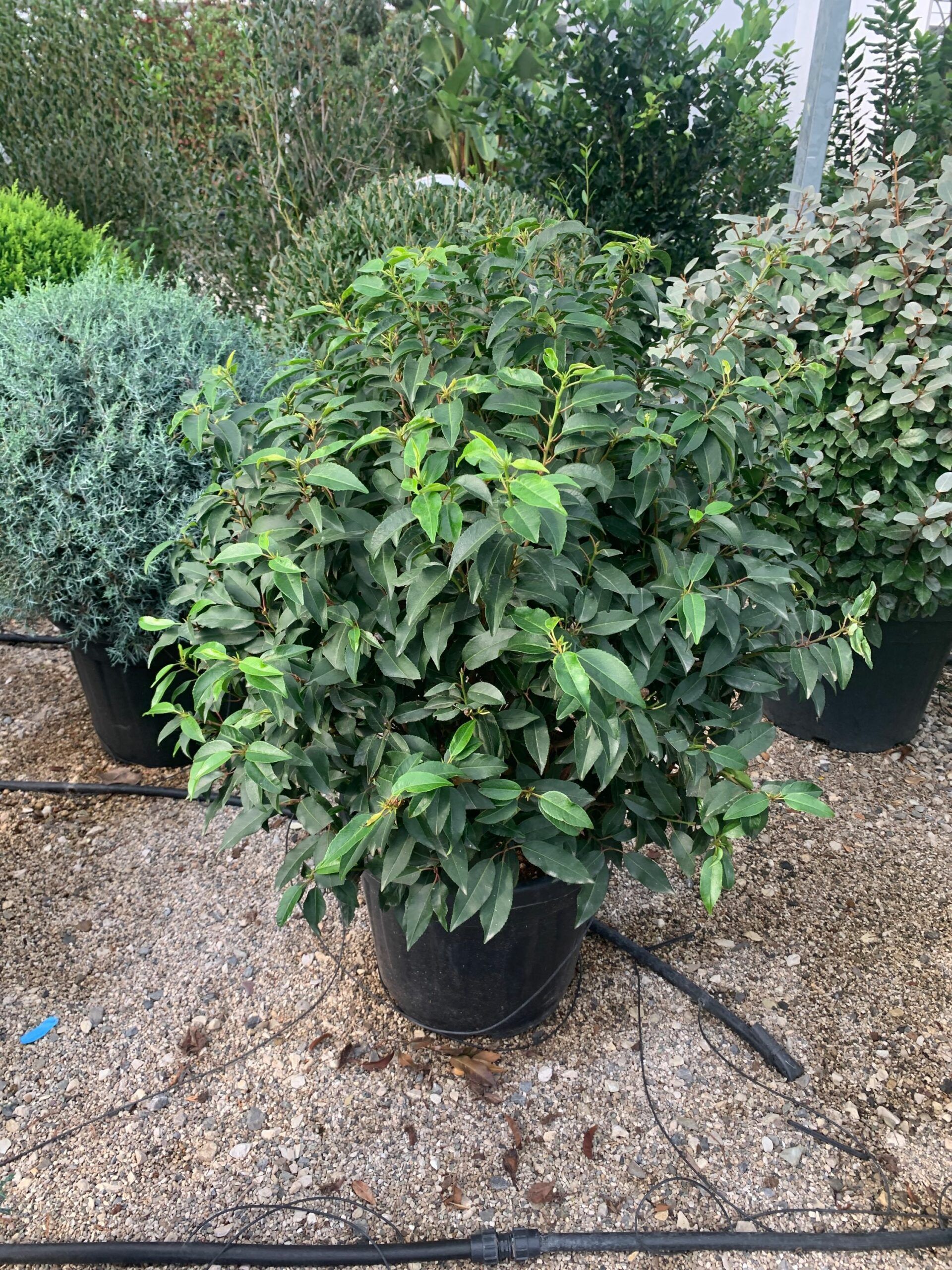 1636364496 scaled 2743a8a0