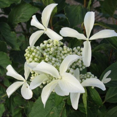 HYDRANGEA paniculata 'Great Star' ®