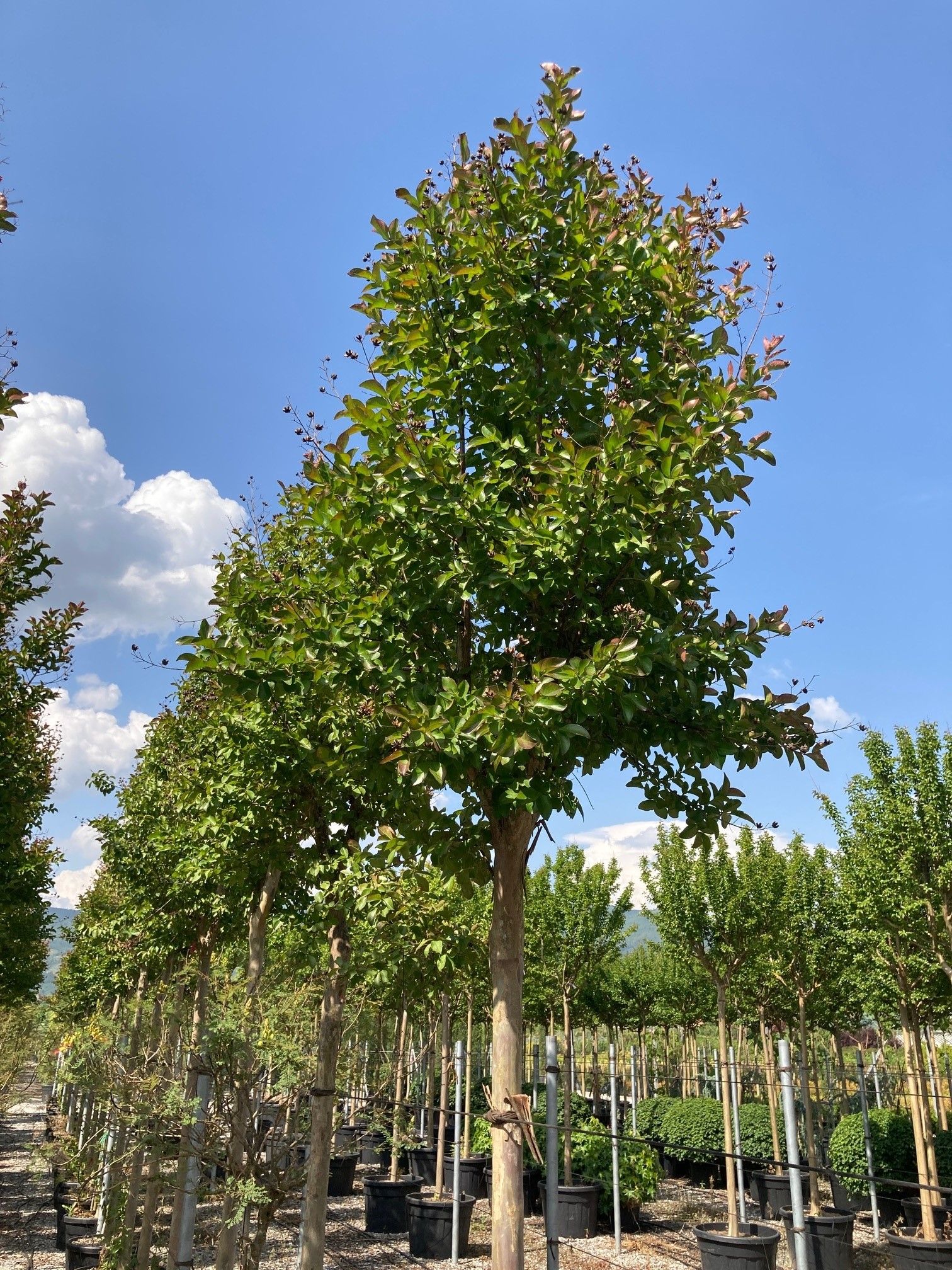 1654598045 sfgsfgs 278656d9