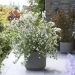 Philadelphus Petite Perfume White 16 scaled 278a237d