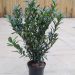 Prunus Otto Supreme 2 scaled 2763005e