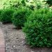 buxus newgen independence 431 2 273d2ca7