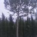 1611321686 pinus pinea 40 45 450 500 289f6ead