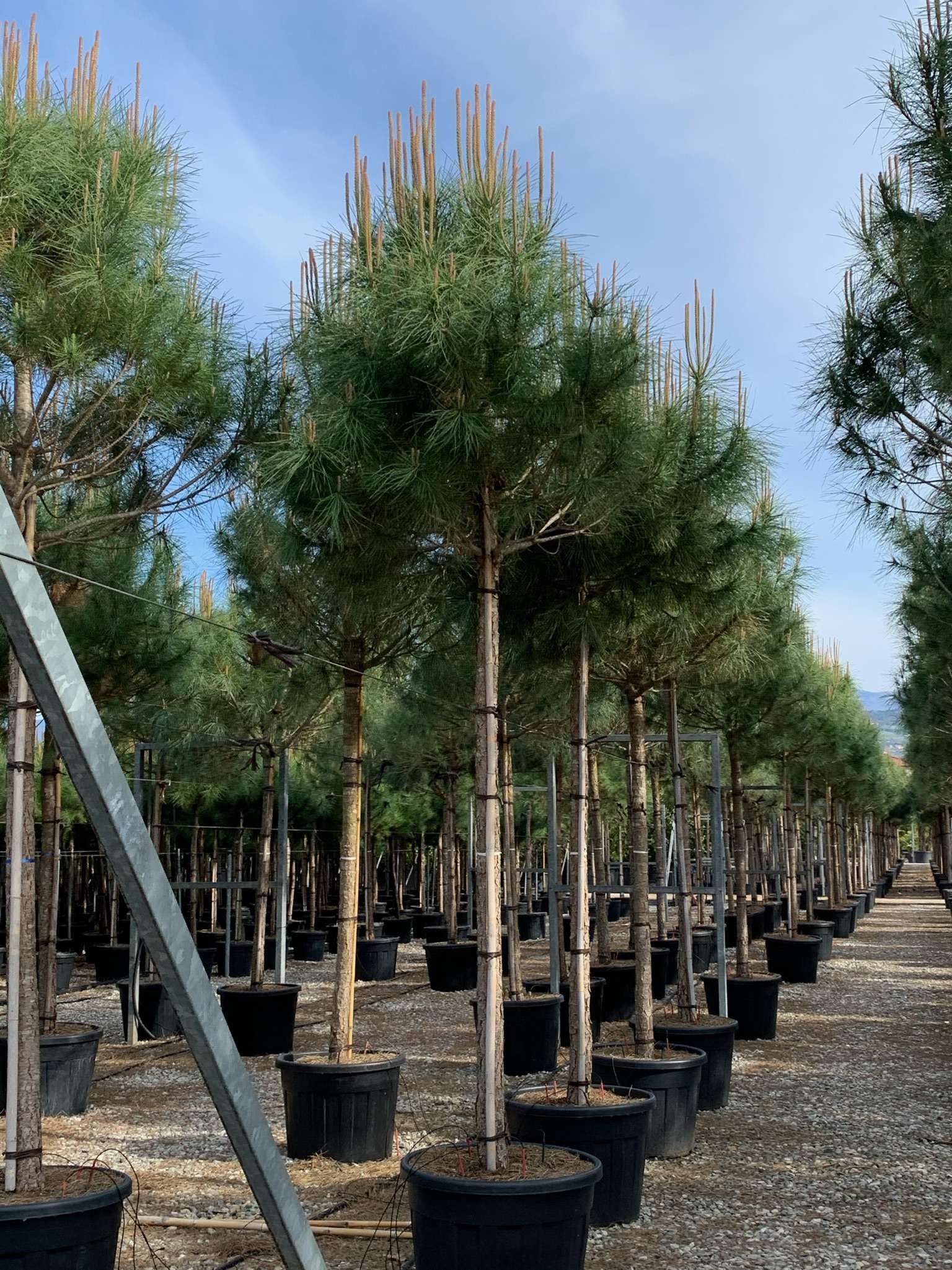 1618818935 01eb532b1639213a69092c80ca744d6de9afefc254 2856d57d