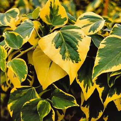 HEDERA colchica 'Dentata Variegata'