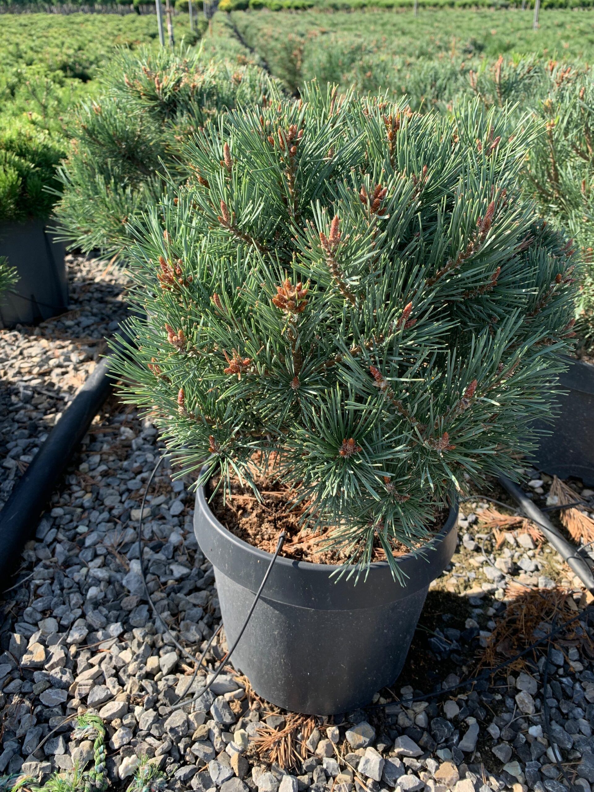 1662363425 scaled 286a1515