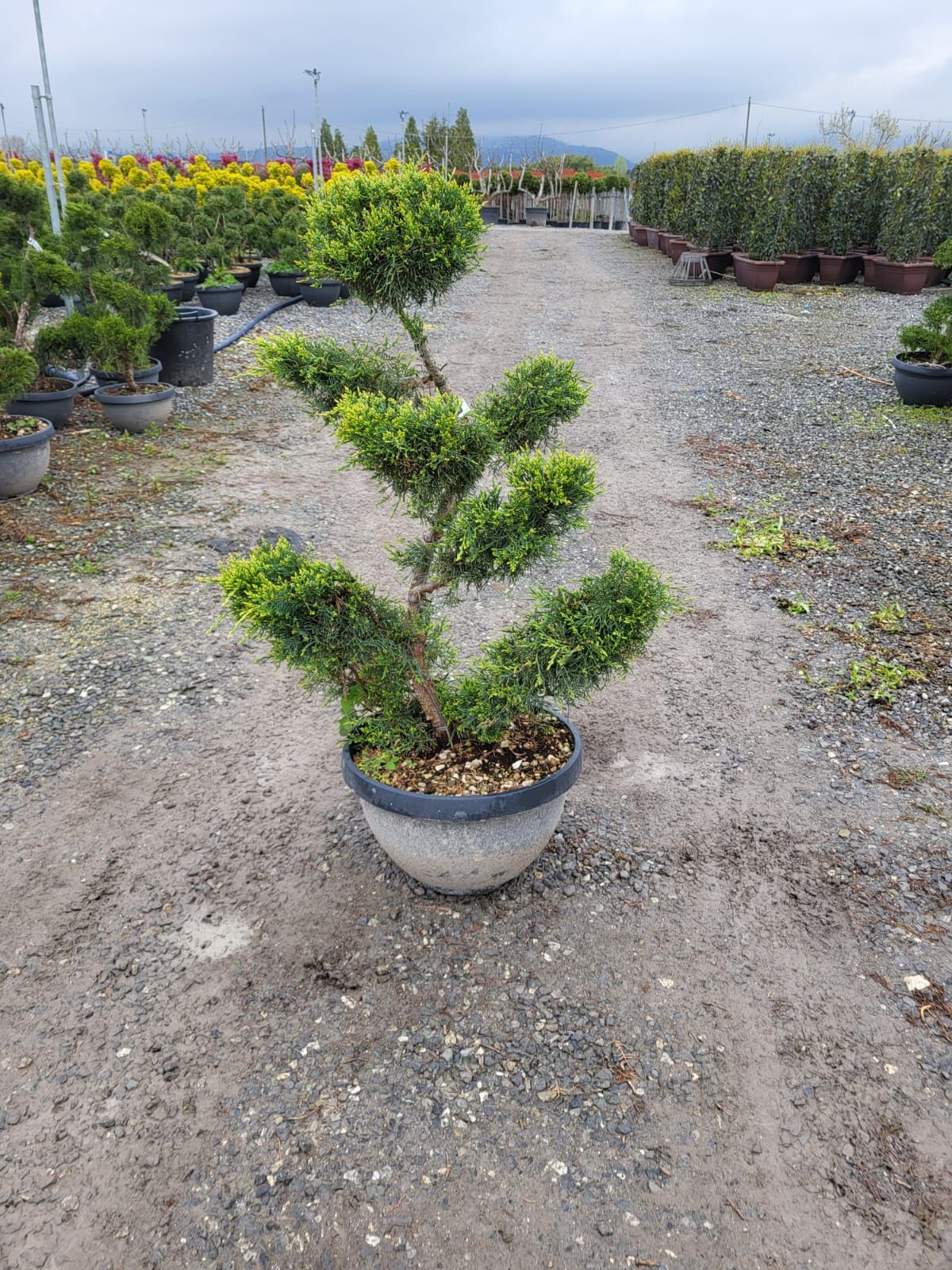 1680621268 junip old gold bonsai 28c4ec36