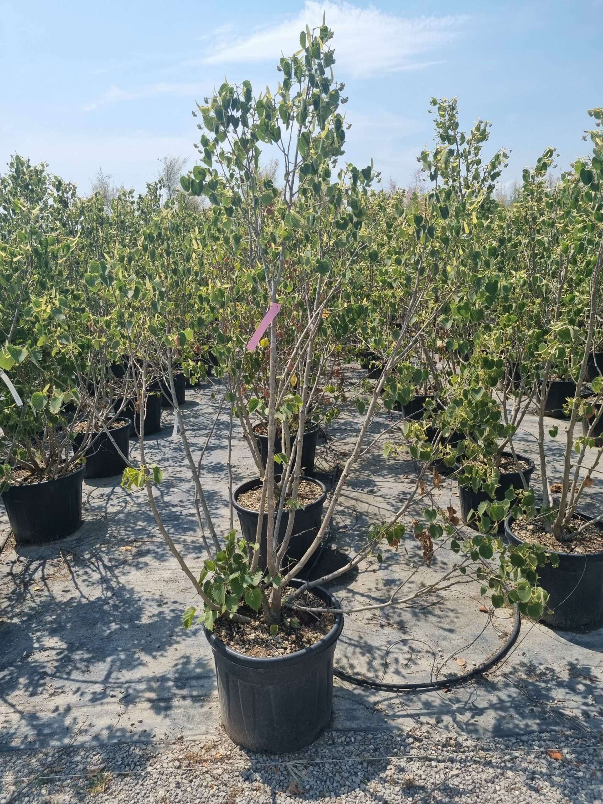 1687870730 scaled 28439954