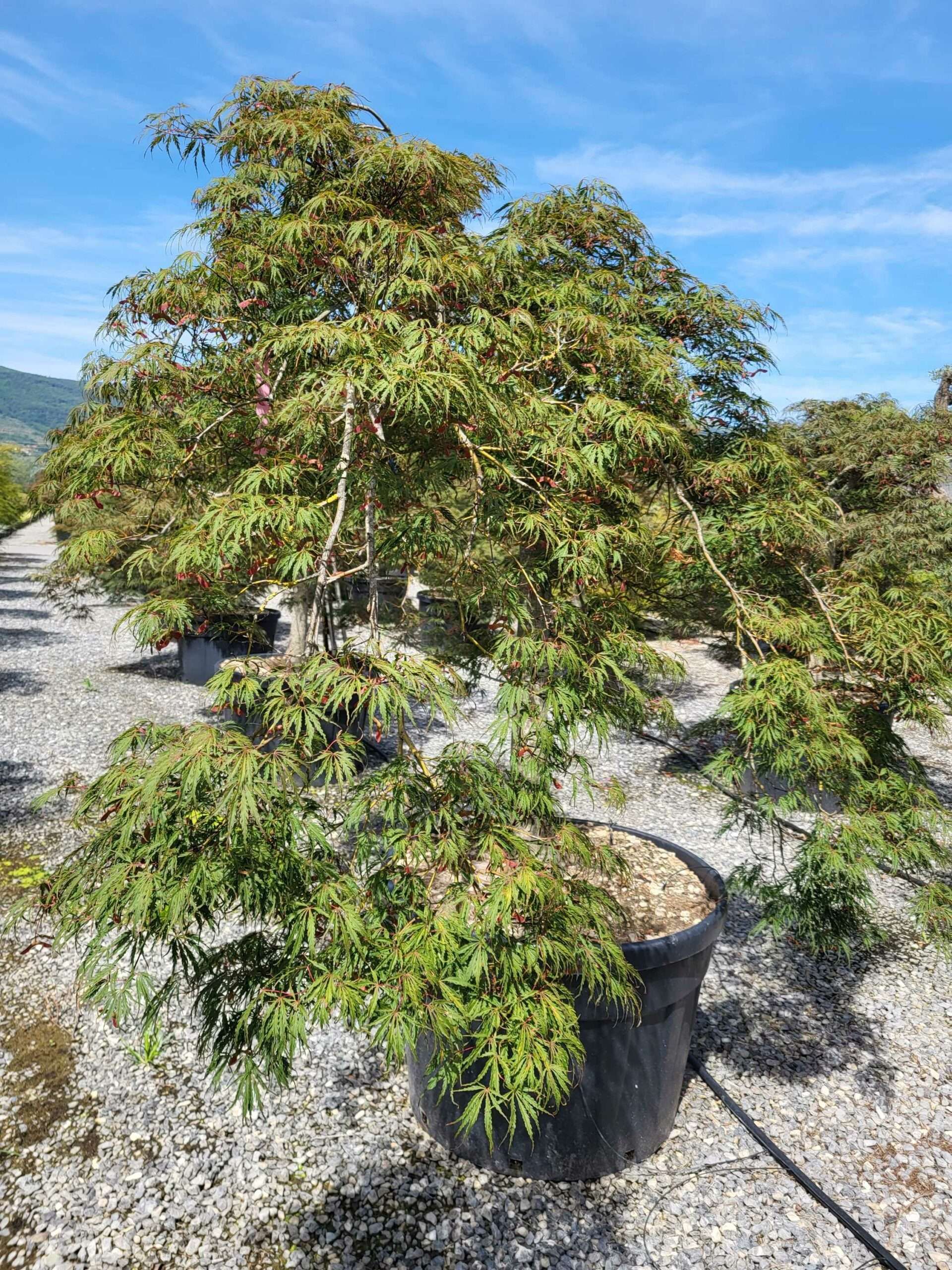 1691586298 scaled 28076a09