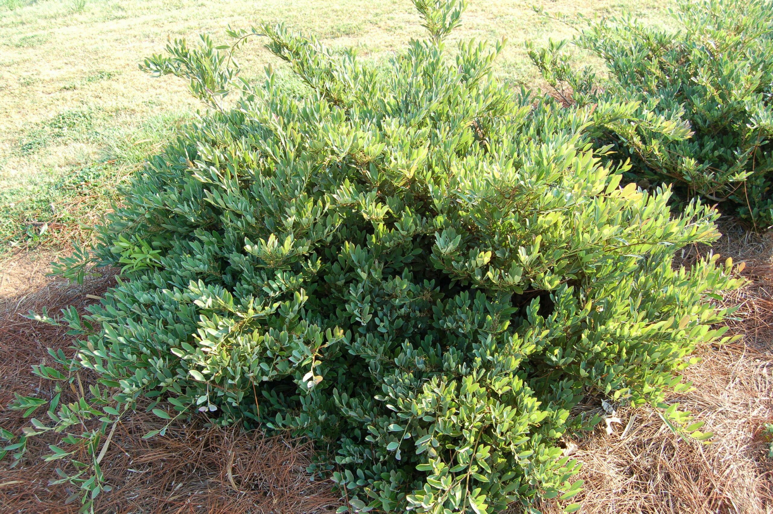 Distylium Blue Cascade 4 scaled 28142ca6