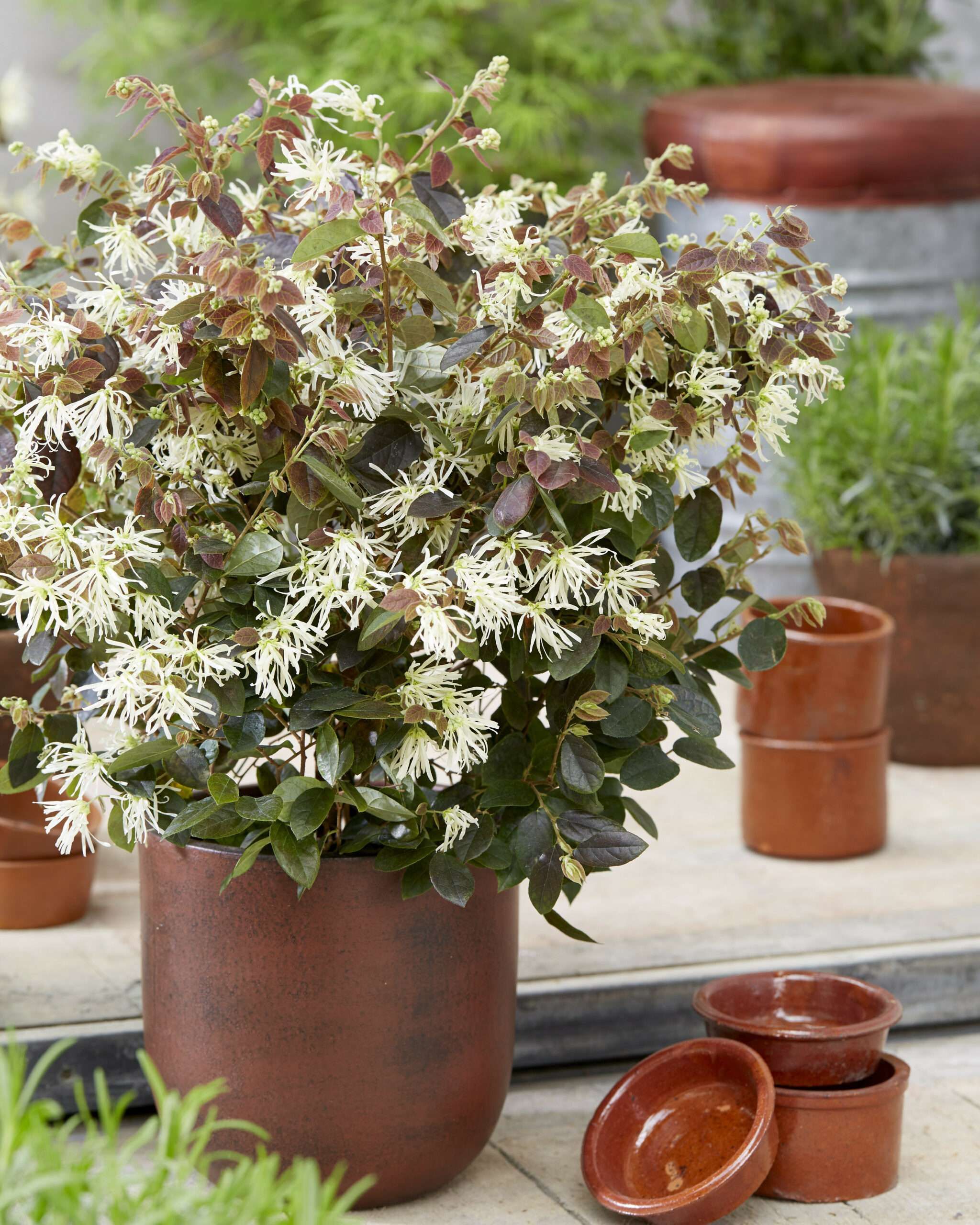 lociwai Loropetalum Ruby Snow Patio3 scaled 286c1d6b
