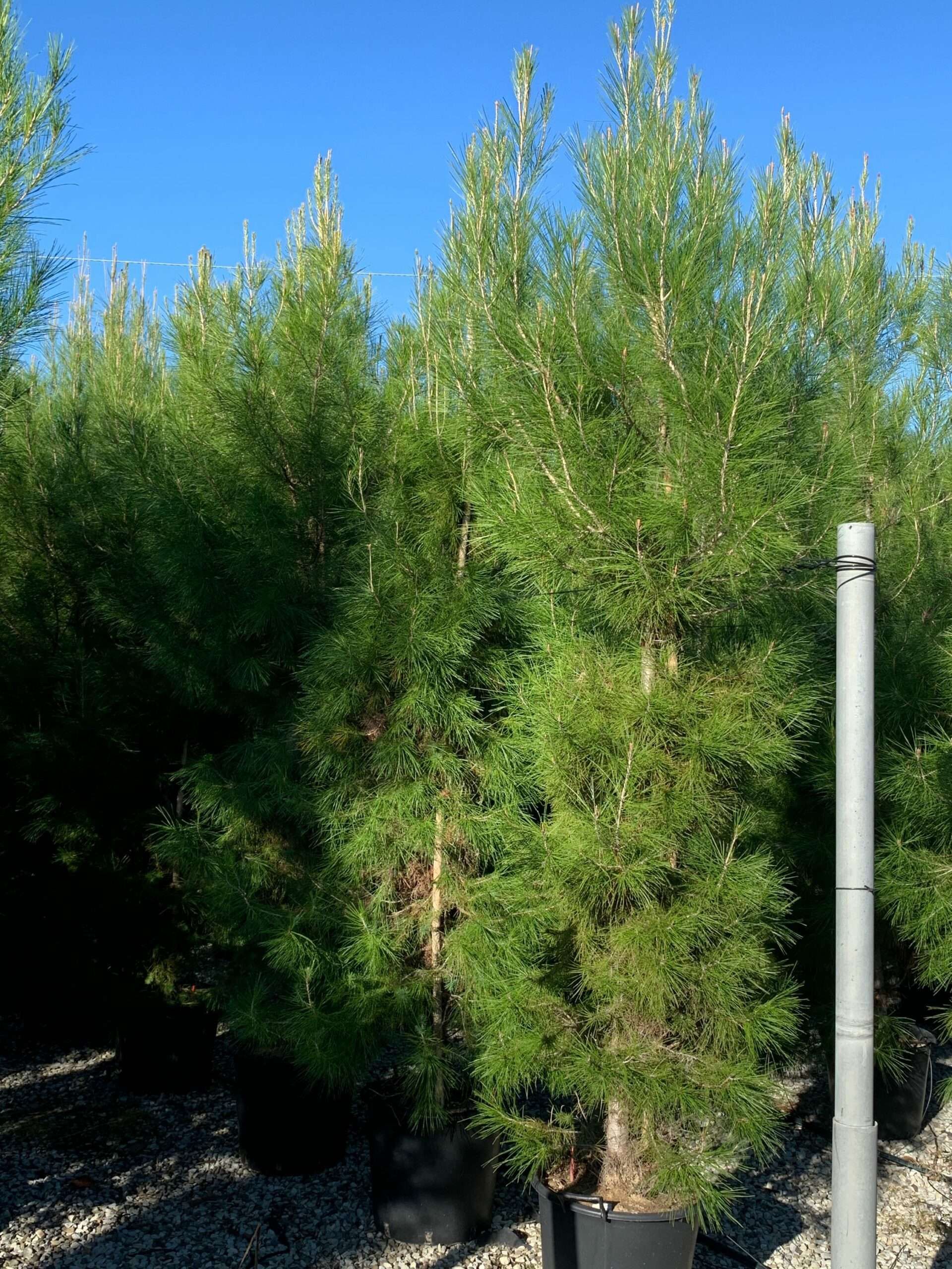 1646468042 scaled 2914e7c3