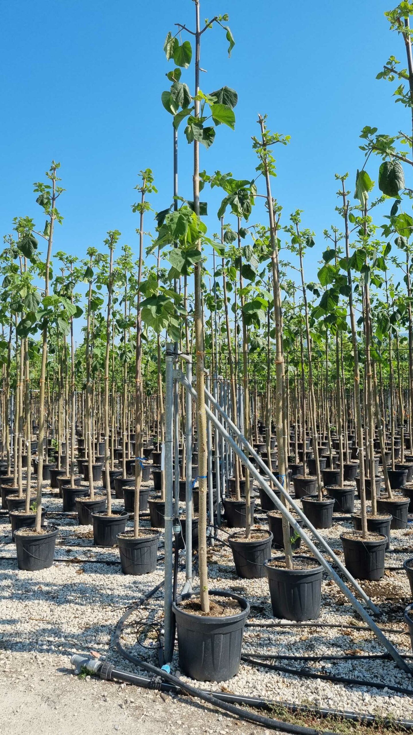 1658130246 scaled 292ed819