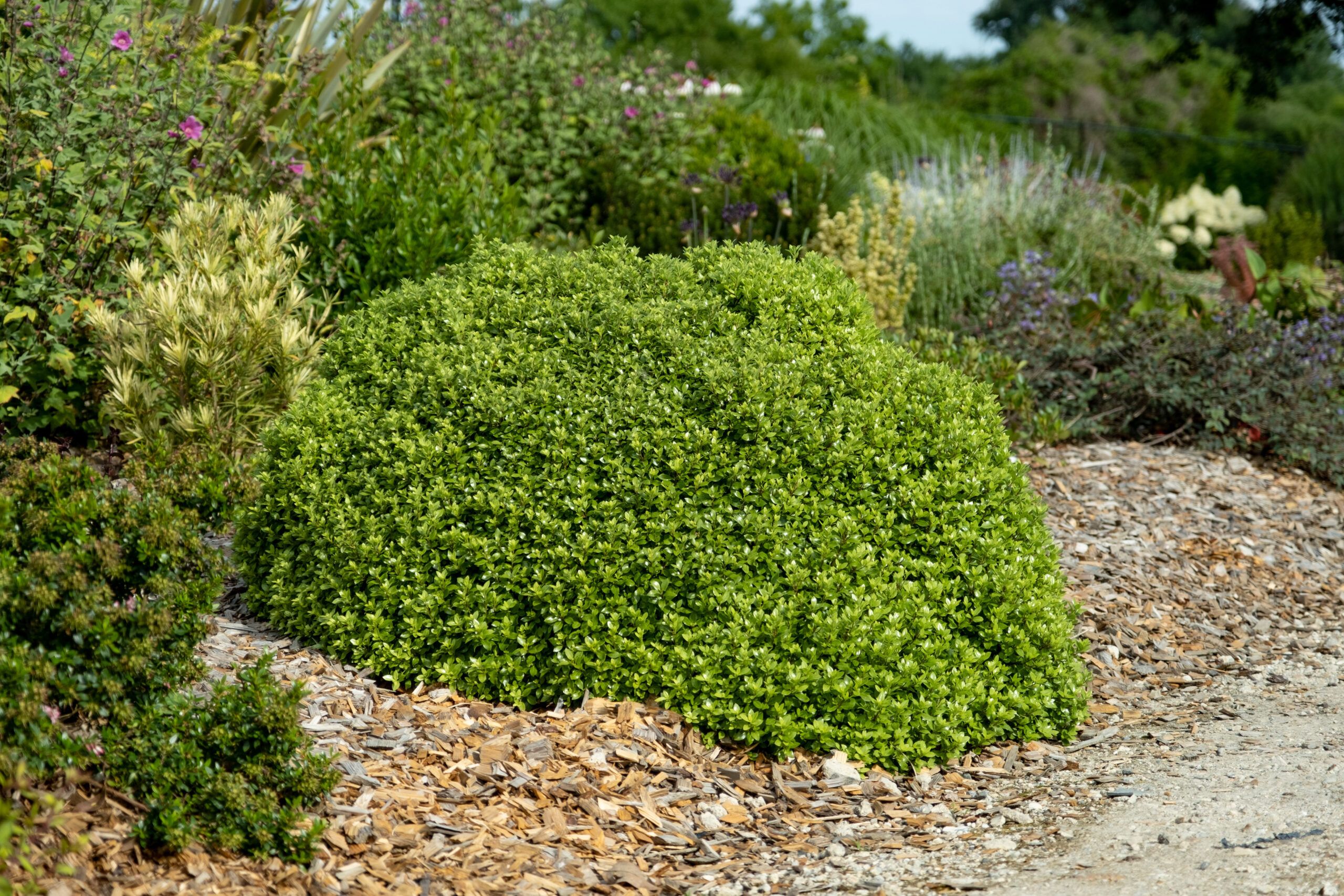 Pittosporum Beach Ball 12 scaled 29b328c8