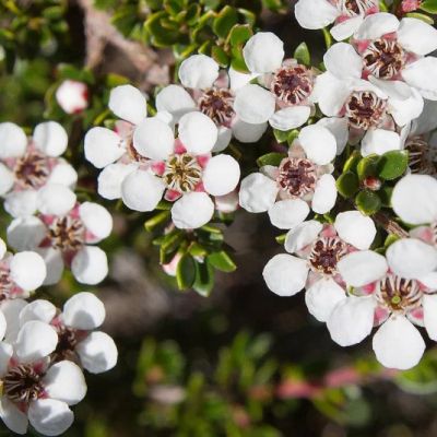 LEPTOSPERMUM 'Silver Sheen'